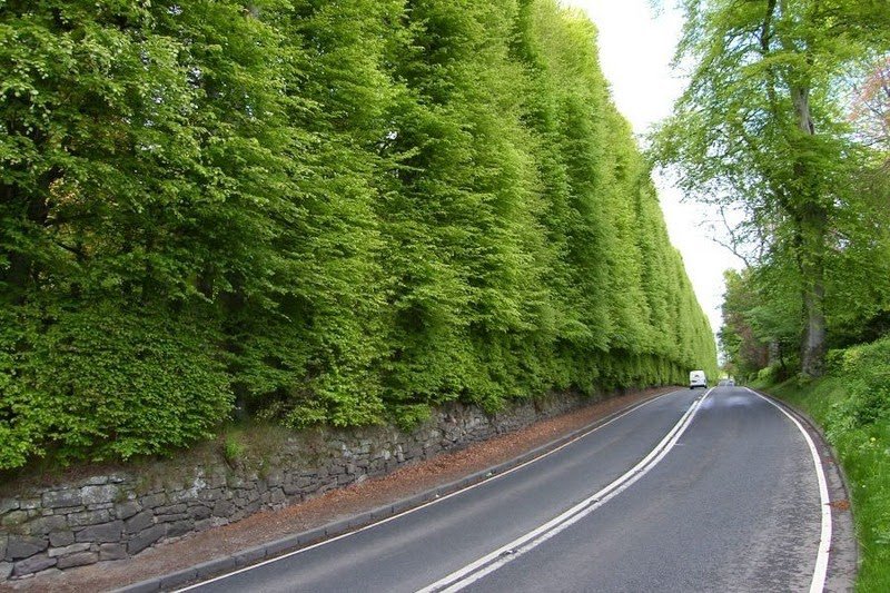 Найбільший в світі буковий хедж Meikleour Beech Hedges