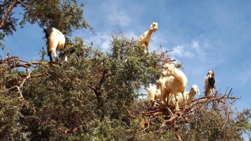 Moroccan goats in the trees