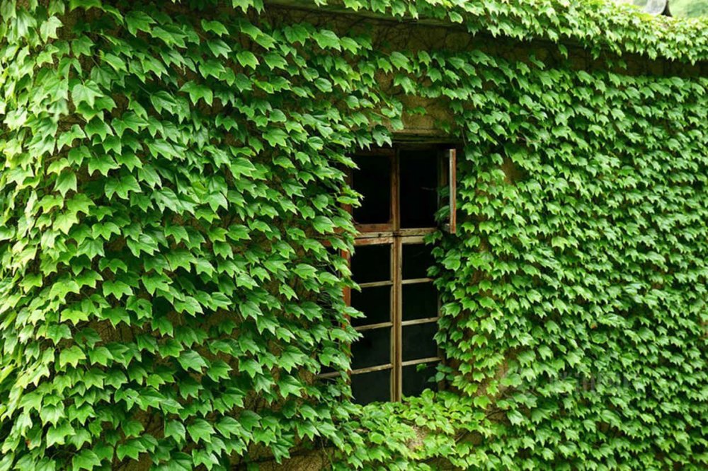 Abandoned village, absorbed by nature