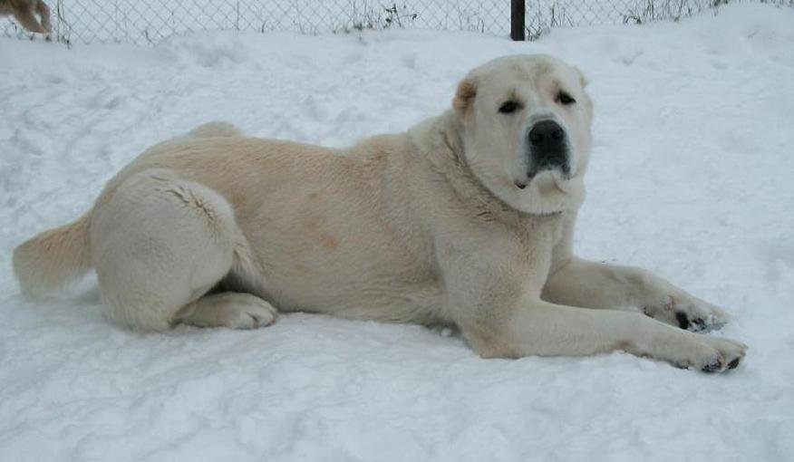 The biggest dogs in the world