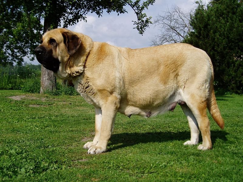 The biggest dogs in the world