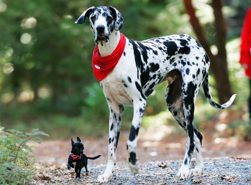 The biggest dogs in the world