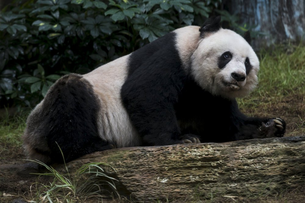 Цзя Цзя - самая пожилая большая панда в мире