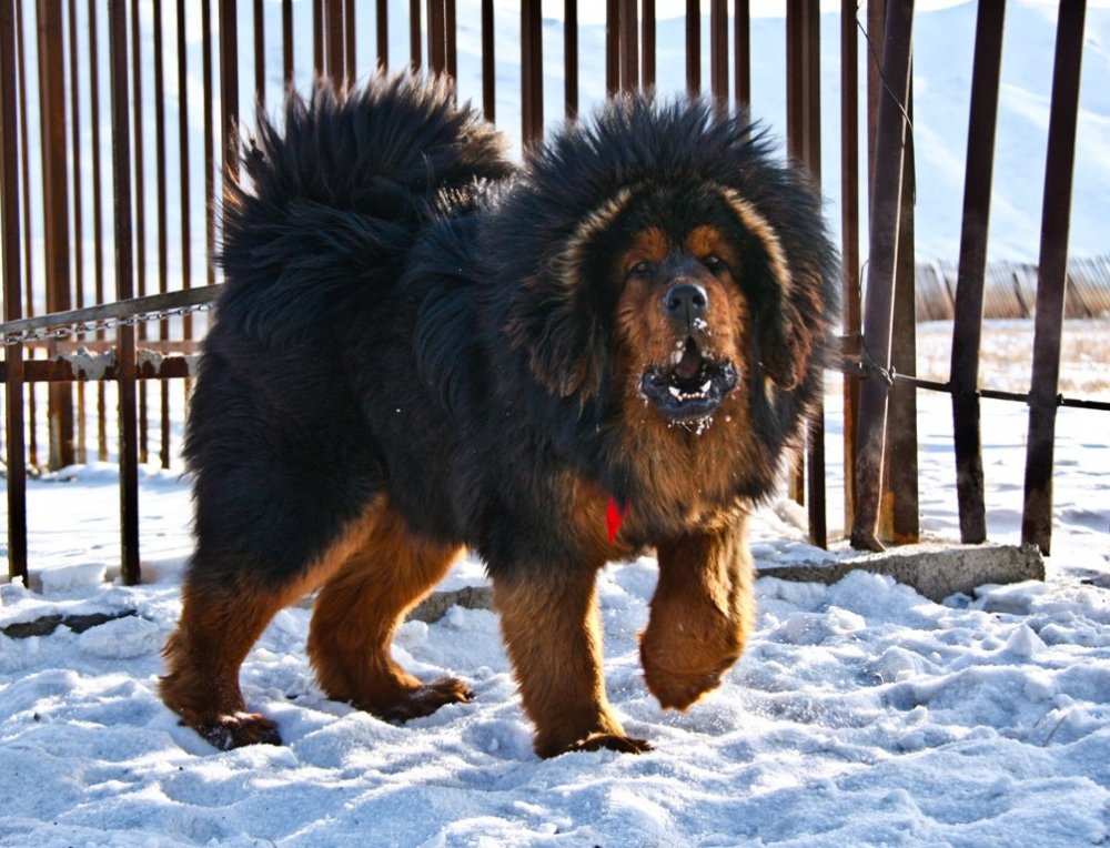 The world's largest dogs