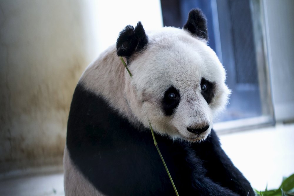 Jia Jia is the oldest big panda in the world