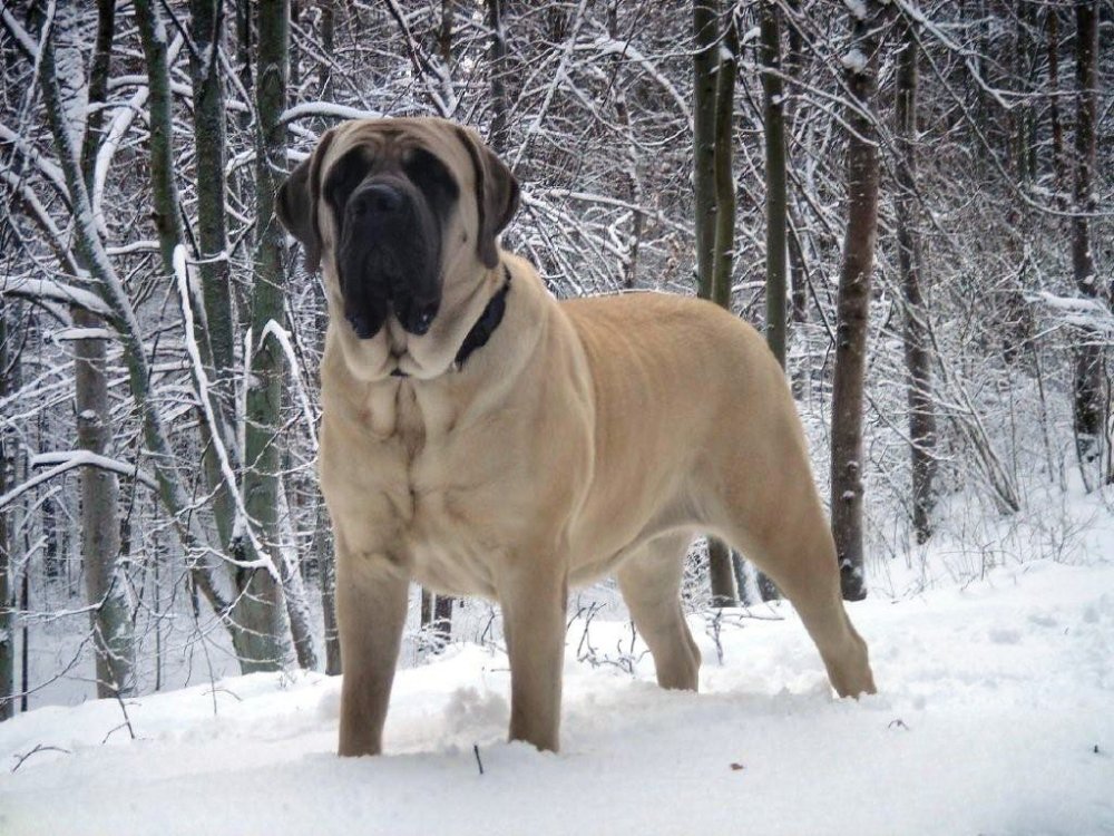 Найбільші в світі собаки