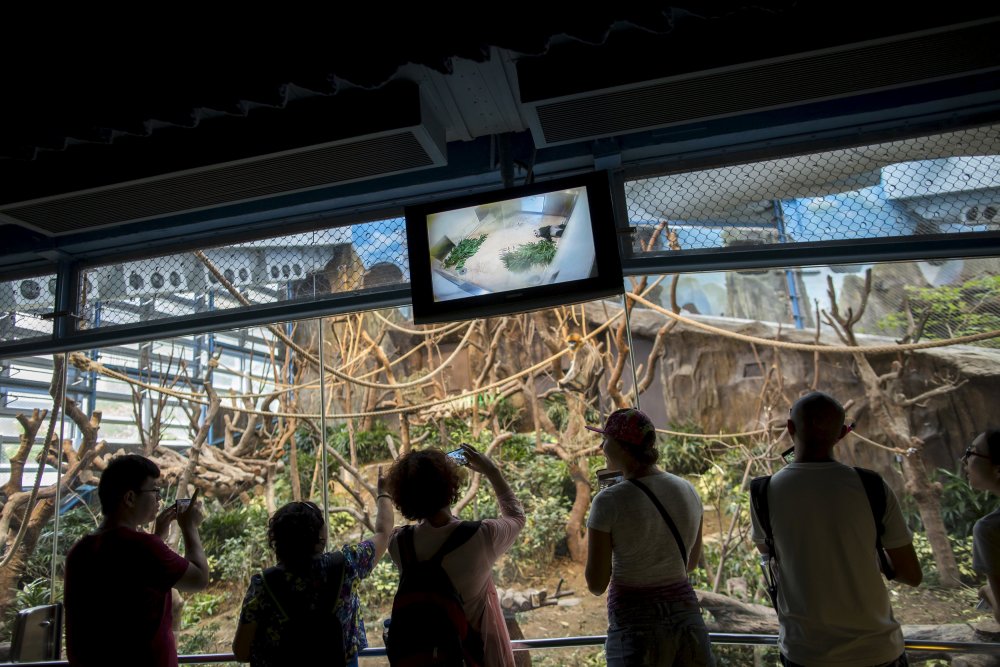 Jia Jia is the oldest big panda in the world