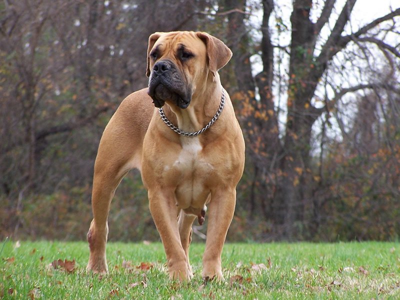 The biggest dogs in the world