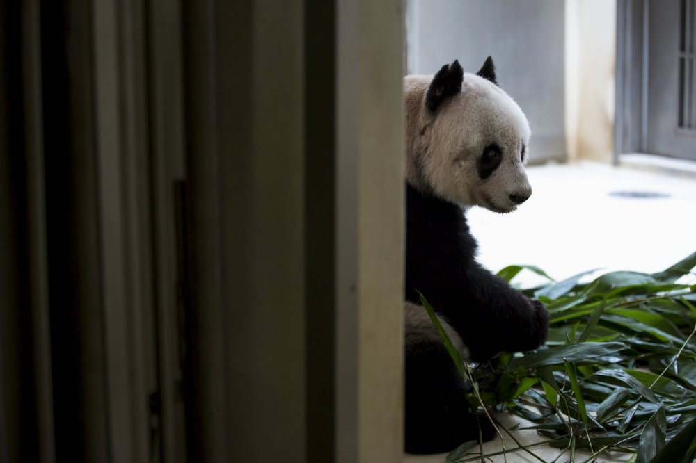 Цзя Цзя - найстаріша велика панда в світі