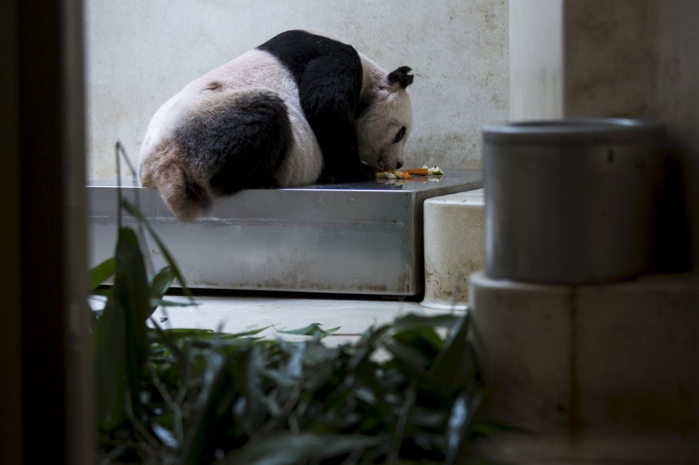 Цзя Цзя - самая пожилая большая панда в мире