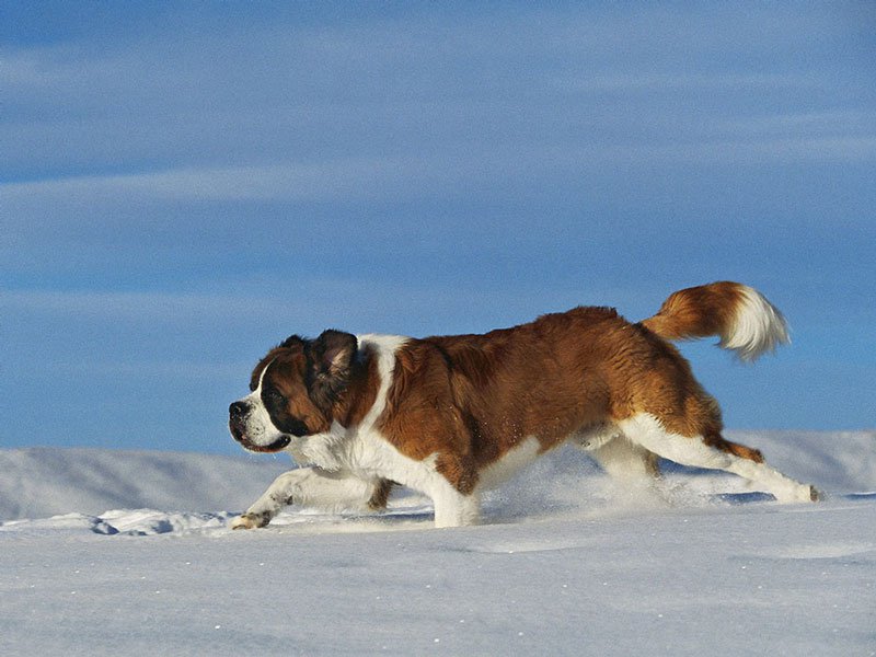 The biggest dogs in the world