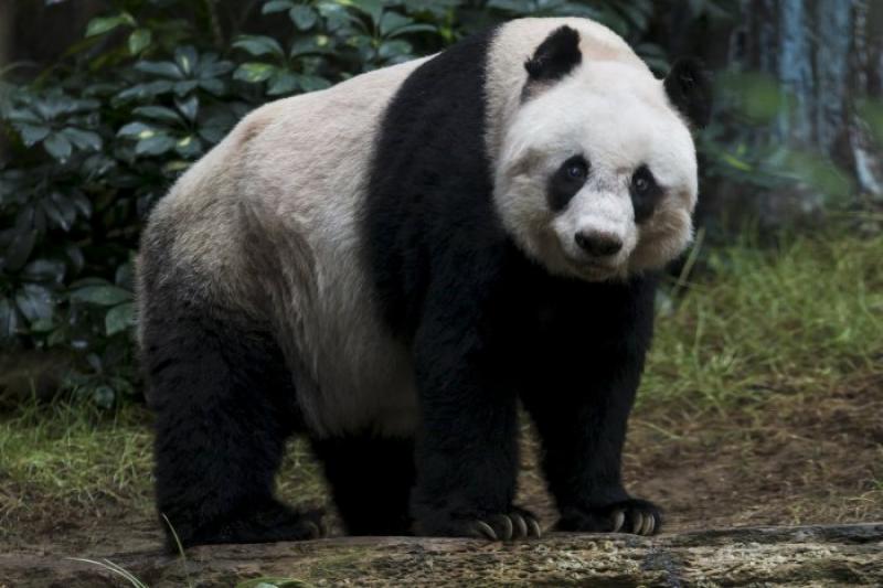 Jia Jia - the oldest big panda in the world