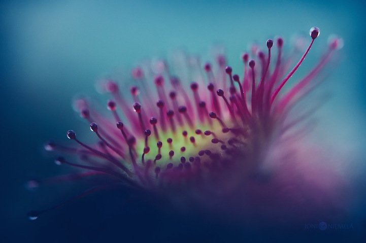 Closeups of carnivorous plants