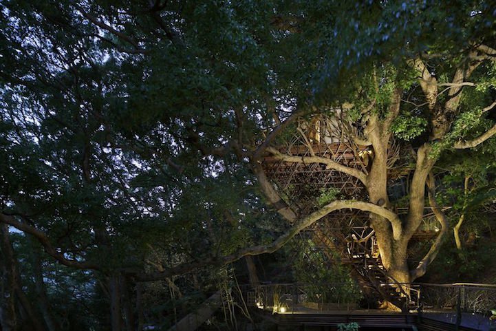 The biggest house in the tree in Japan