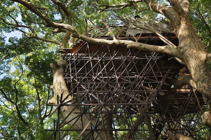 The biggest house in the tree in Japan