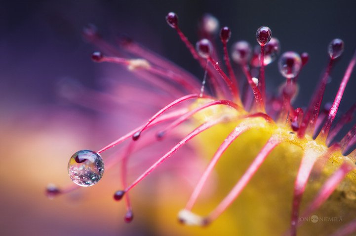 Closeups of carnivorous plants