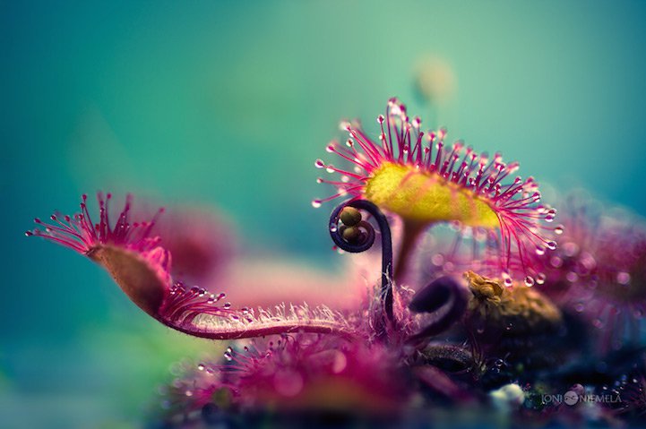 Closeups of carnivorous plants