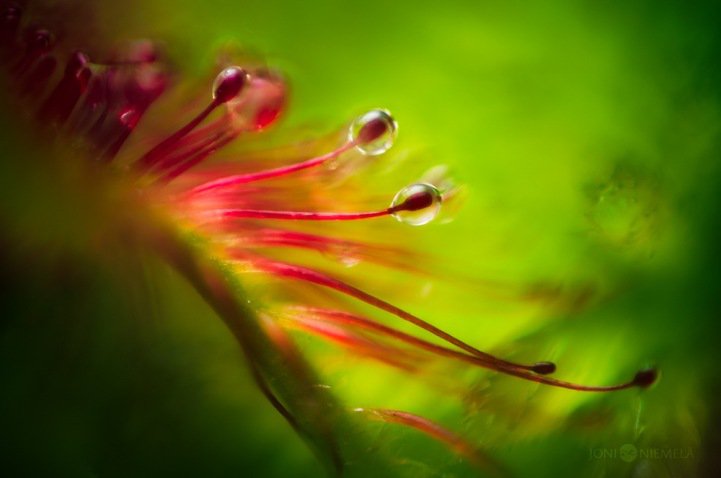 Closeups of carnivorous plants