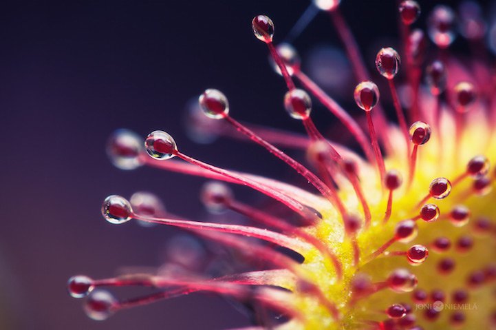 Closeups of carnivorous plants