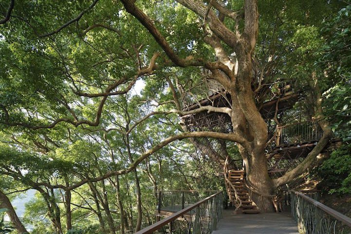 The biggest house in the tree in Japan