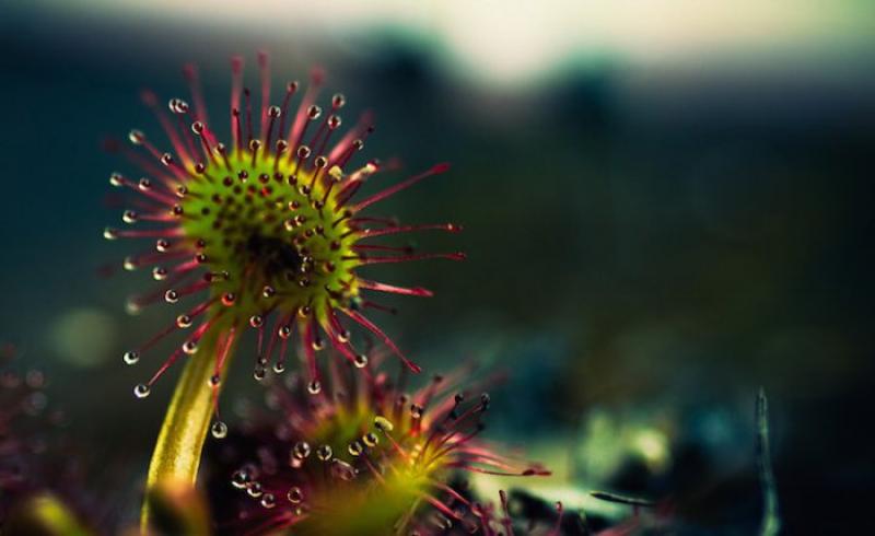 Closeups of carnivorous plants