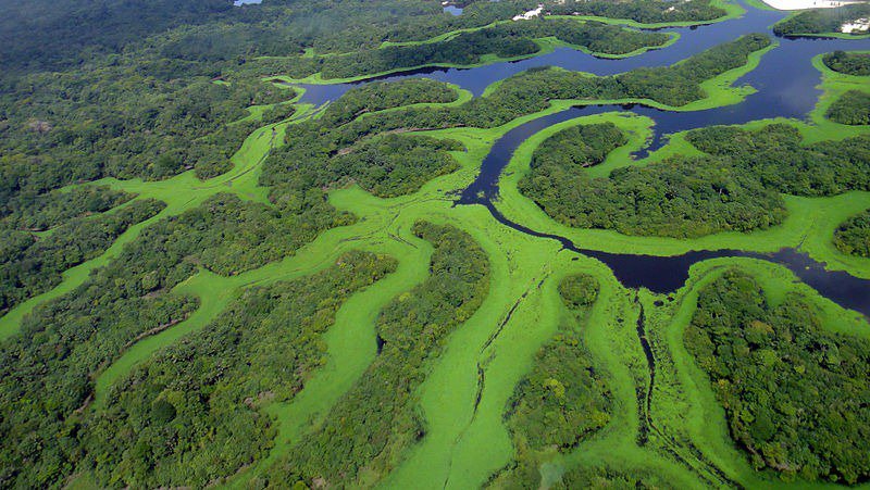 Anaviljanas Archipelago is a unique place in the delta of the Rio Negro