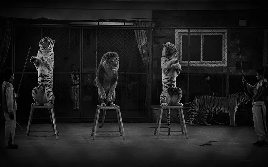 Лучшие фотографии конкурса Wildlife Photographer of the Year 2015