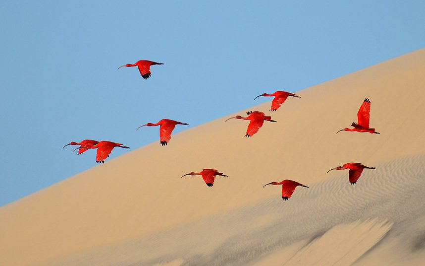 Кращі фотографії конкурсу Wildlife Photographer of the Year 2015» border=