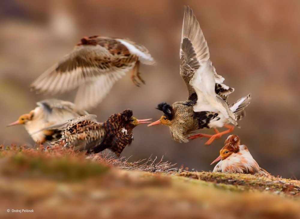 Лучшие фотографии конкурса Wildlife Photographer of the Year 2015