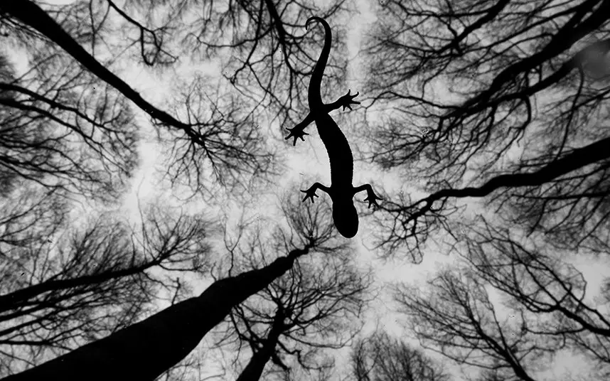 Лучшие фотографии конкурса Wildlife Photographer of the Year 2015