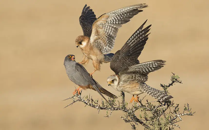 Лучшие фотографии конкурса Wildlife Photographer of the Year 2015