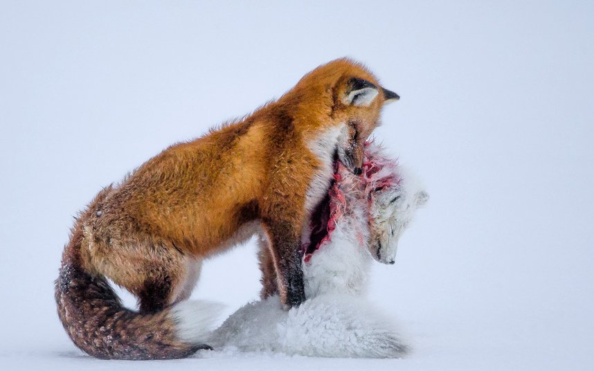 Лучшие фотографии конкурса Wildlife Photographer of the Year 2015