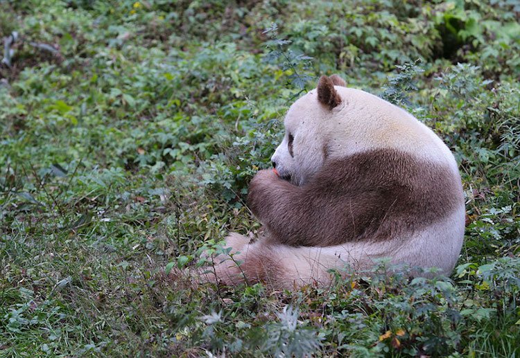 Kizay - the world's only white-brown panda