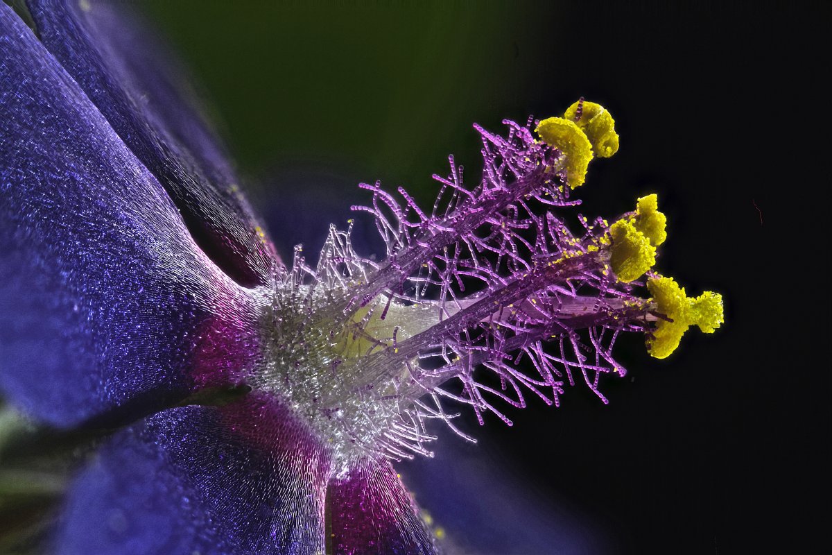 20 кращих знімків фотоконкурсу« Nikon Small World 2016 »