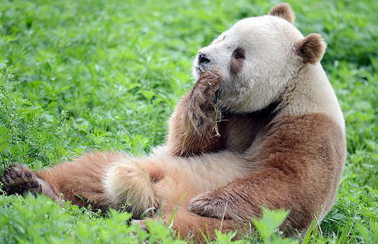 Kizai is the only white and brown panda in the world
