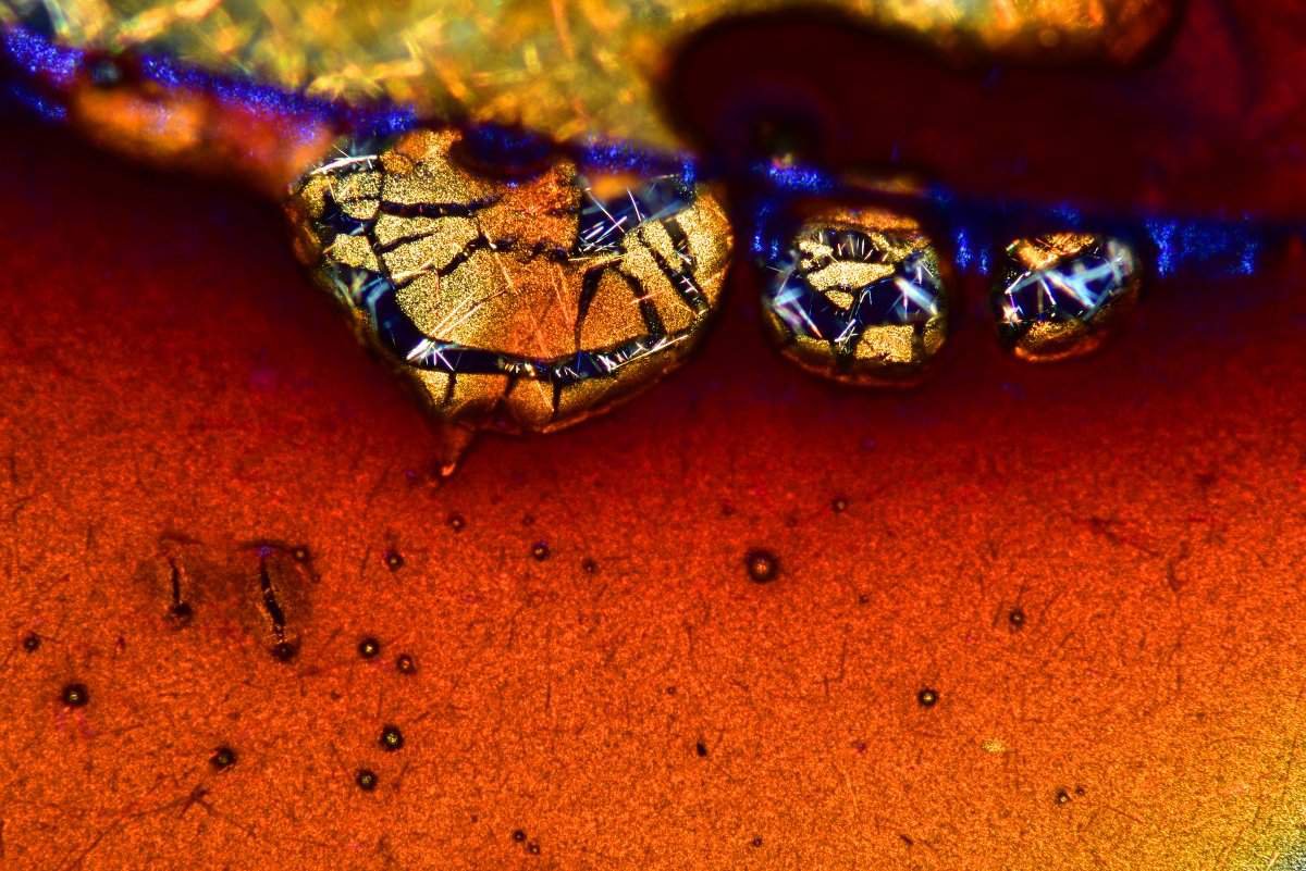 20 лучших снимков фотоконкурса «Nikon Small World 2016»