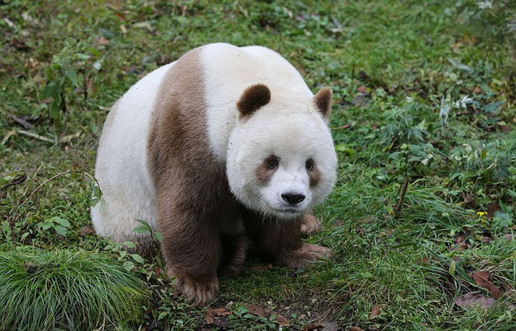 Kizay - the world's only white-brown panda