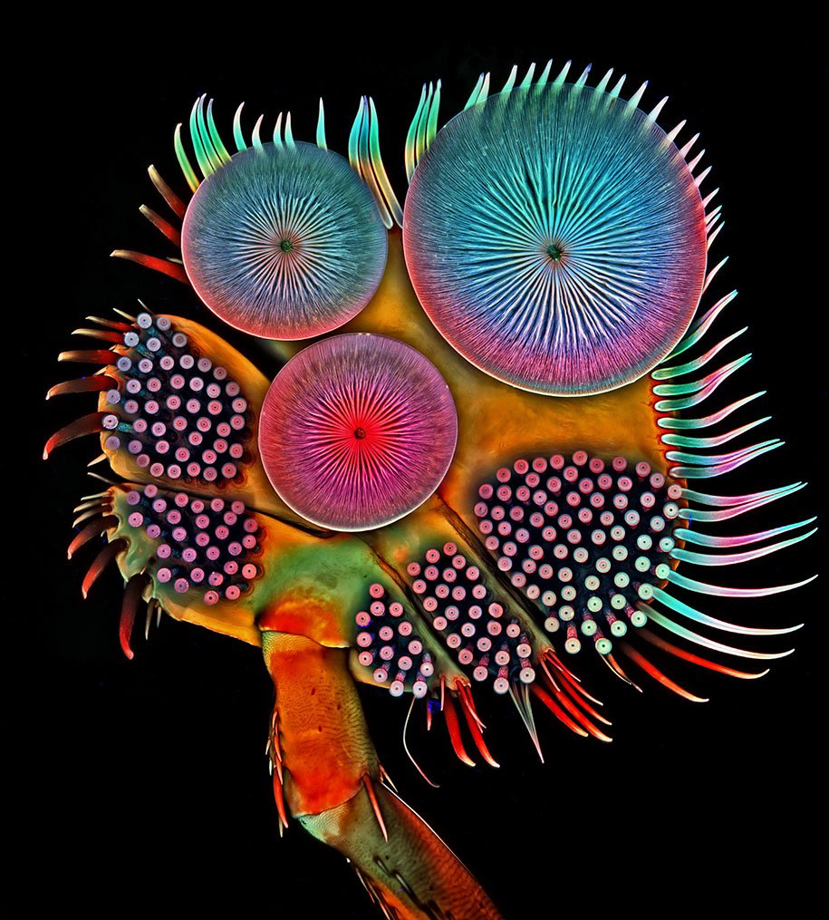 20 лучших снимков фотоконкурса «Nikon Small World 2016»