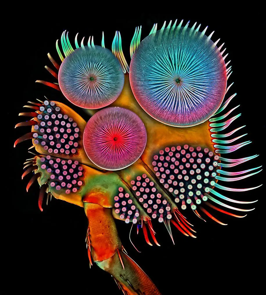 20 лучших снимков фотоконкурса «Nikon Small World 2016»