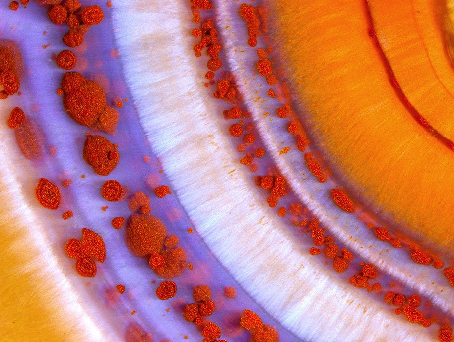 20 best photos of the Nikon Small World 2016 Photo Contest