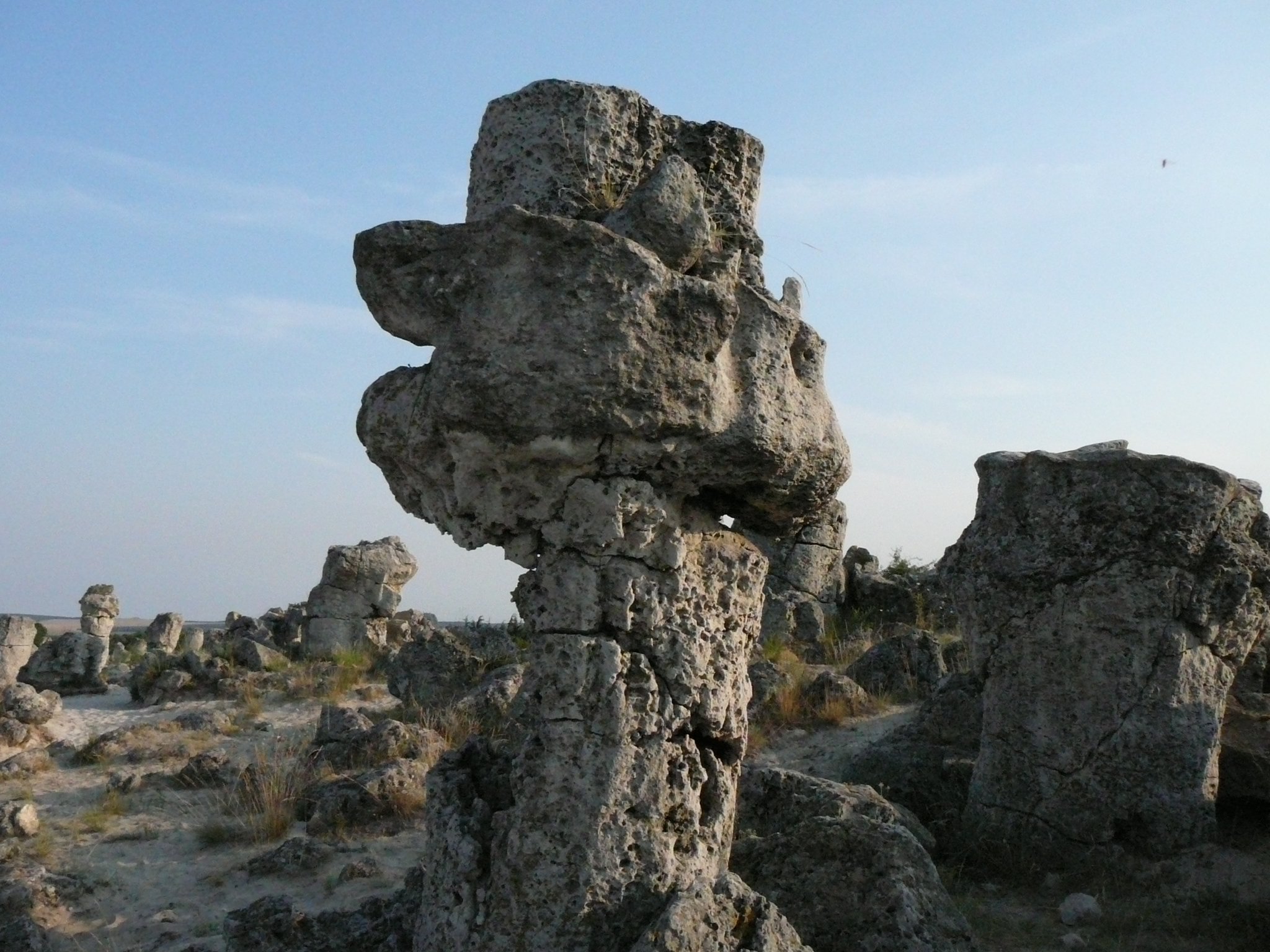 The Stone Forest 