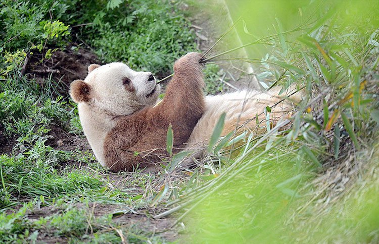 Kizai is the world's only white and brown panda