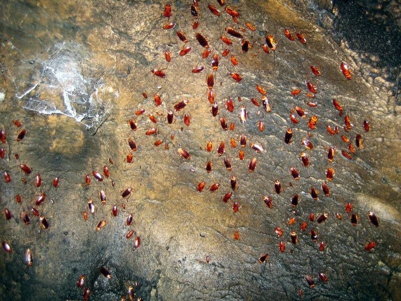 The horror cave of Gomantonga