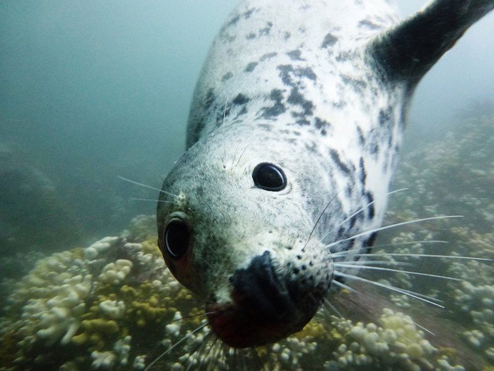 Всі переможці конкурсу Underwater Photographer of the Year 2016