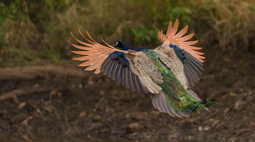 Explosion of colors: the brightest animals of the planet