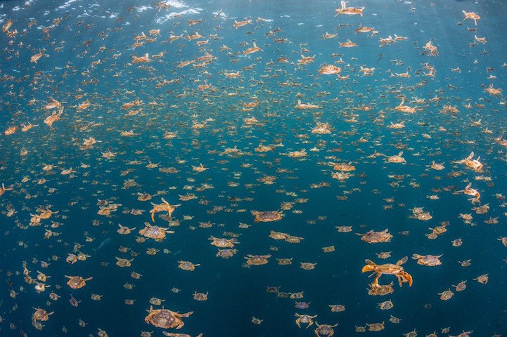 All the winners of the competition Underwater Photographer of the Year 2016