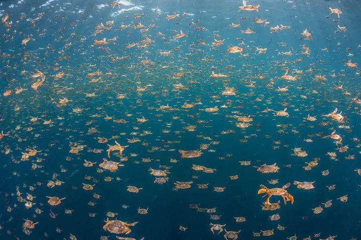 Все победители конкурса Underwater Photographer of the Year 2016