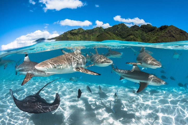 Все победители конкурса Underwater Photographer of the Year 2016