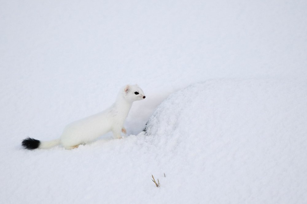 Extreme Arctic Surfing