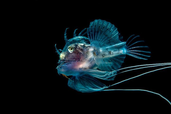 All the winners of the competition Underwater Photographer of the Year 2016
